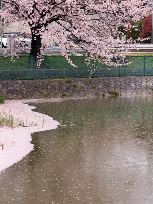 m3411: 春雨 2015/4/5撮影 E-M1,46mm,F4.0,ISO200,1/250sec #flickstackr Flickr: flic.kr/p/rVvaQw