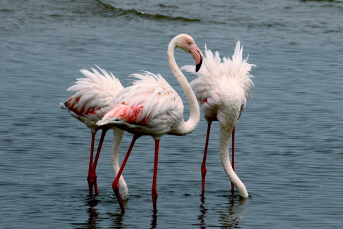 Greater flamingo (Phoenicopterus roseus) by zoo-logicphoenicopterus - flamingo; from Greek ‘phoiniko