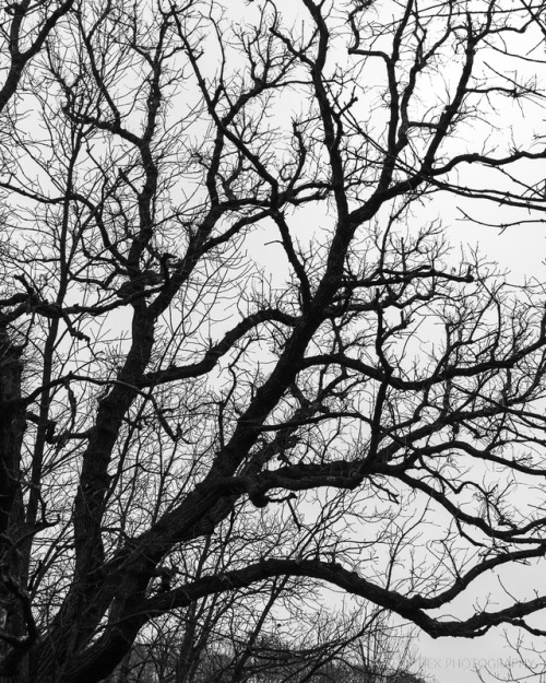 Bare NovemberA series of interesting naked tree limbs taken in the late autumn.