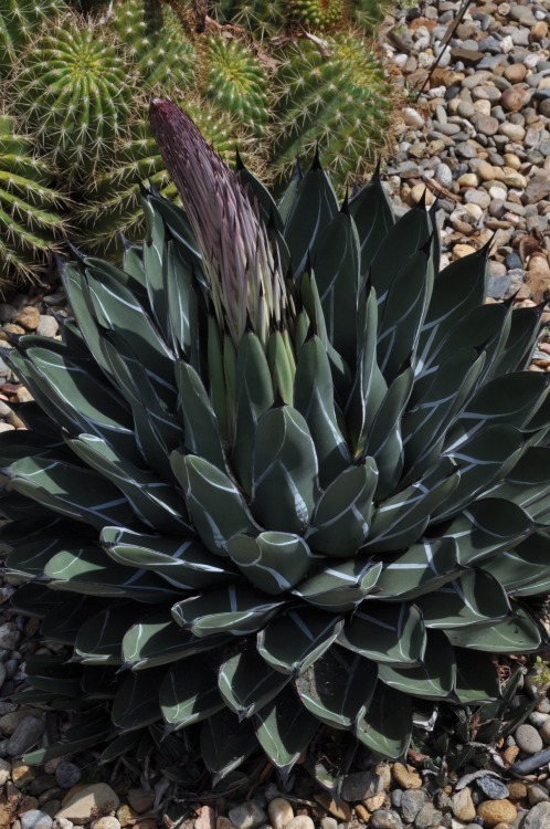 Agave nickelsiae, formerly known as Agave ferdinandi-regis, began putting out its flowering stalk at the tail end of April. This photo shows in on May 1, and in the week since it has shot up to 8 feet (2.5 m). From Coahuila State in northeastern...