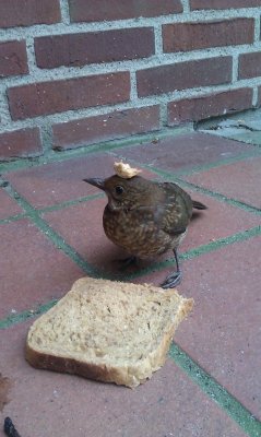 You stupid bird that&rsquo;s bread that&rsquo;s not a hat how are you even functioning right now