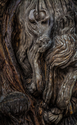 coffeenuts:  mererecorder:Wood Spirit by