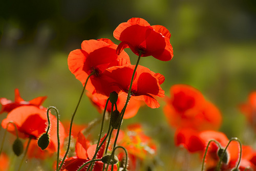 poppies by Angela Taylor .Hello friends on Flickr.