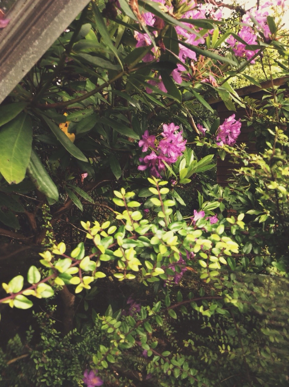 luna-patchouli:  Cats and plants are more or less my everyday life 