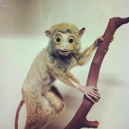 theoddmentemporium:  The Dead Zoo The Natural History Museum of Ireland, sometimes called The Dead Zoo, is a branch of the National Museum of Ireland in Dublin which houses around 10,000 taxidermy specimens from around the world, some of which have since