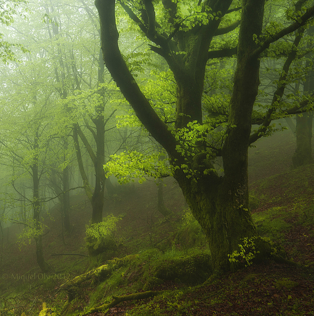 darkface:  La niebla, la lluvia, la luz.. (by Miquel Oly) 