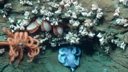 typhlonectes: Various deep sea invertebrates living on a canyon wall in the Mid-Atlantic off the coa