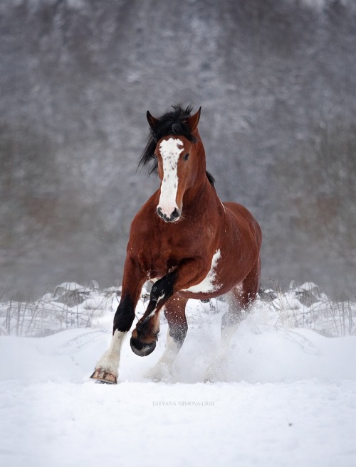 russianhorses:  Vladimir Heavy Draft stallion Bezuprechniy (”Impeccable”)