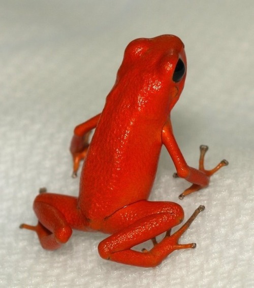 bunchros:  Poison Dart Frogs  Colorful