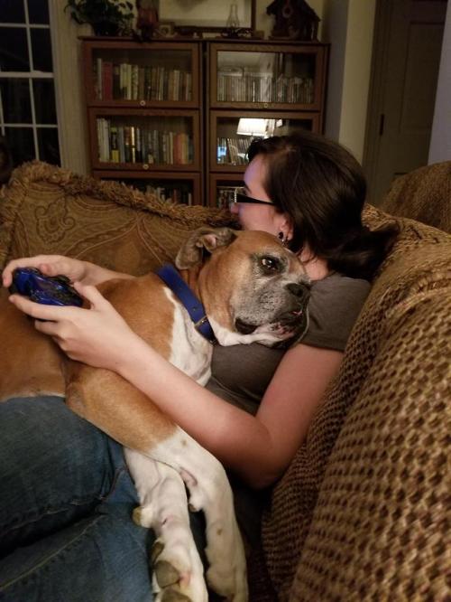 awwcutepets:Every time I visit my mom’s house this good old boy plops himself in my lap, no exceptio