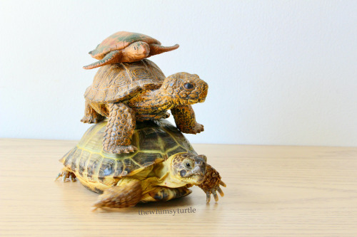 Happy World Turtle Day!    You know what that means:  Time for our annual tortle tower!    This year