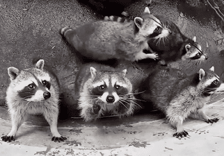 katswenski:  More Raccoon Escapades! The thrilling sequel to THIS CLASSIC. ——Edited