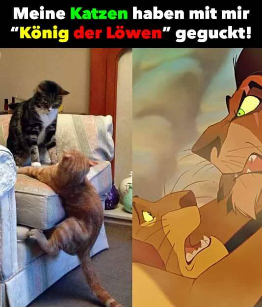 “I’ve watched -The Lion King- with my cats"