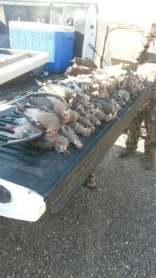 northstatedaddy32:  7 guys. 81 doves