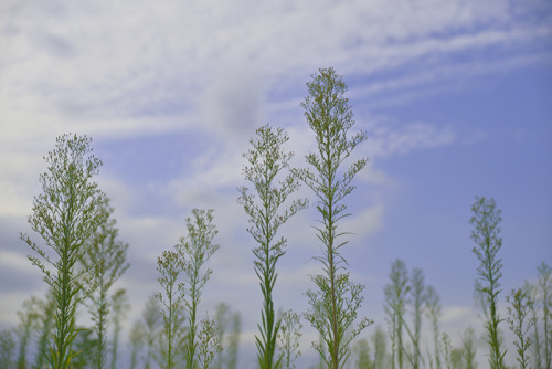 Sumatran fleabane オオアレチノギク &gt;  flickr Ver.