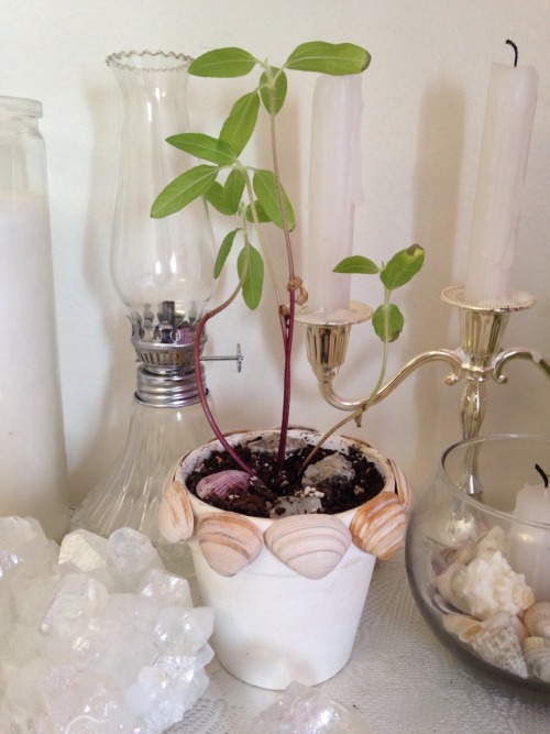 floralwaterwitch:  Oh my goodness, my little sunflower babes have nearly doubled their height !!! ✨