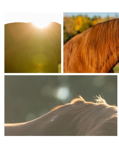 Gimme summertime horse portraits! Raise your hand if you agree!!! #horseportrait #equinephotography 