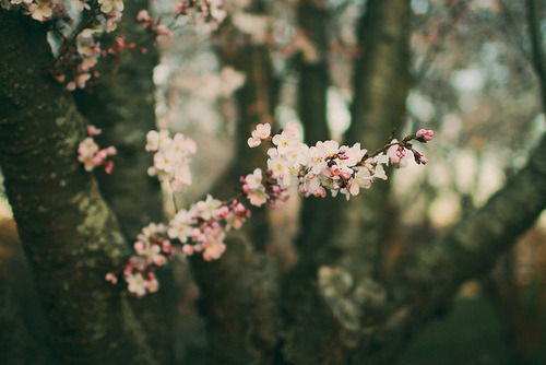lyricalsycamore:  ~Nature Blog~ 