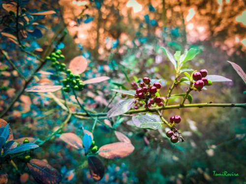 BRANCH WITH RED FRUITS 202306031632162