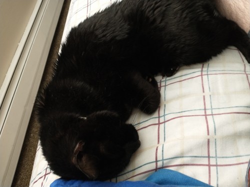 Help Me Save My Cat!