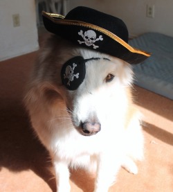 6woofs: More pirate Chuck! Arrrrr! He didn’t mind the eyepatch (makes sense), but he wasn’t fond of the hat. It was for a kid too so there’s no string so I am surprised it stayed! 