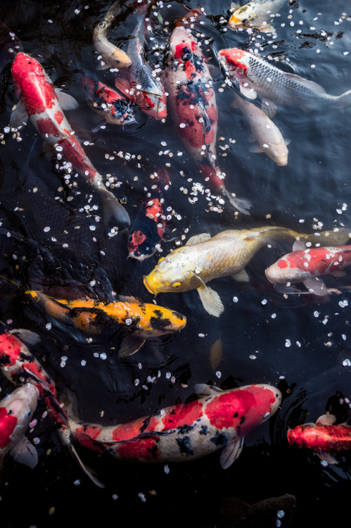 tokyostreetphoto:  Koi, Harajuku 原宿