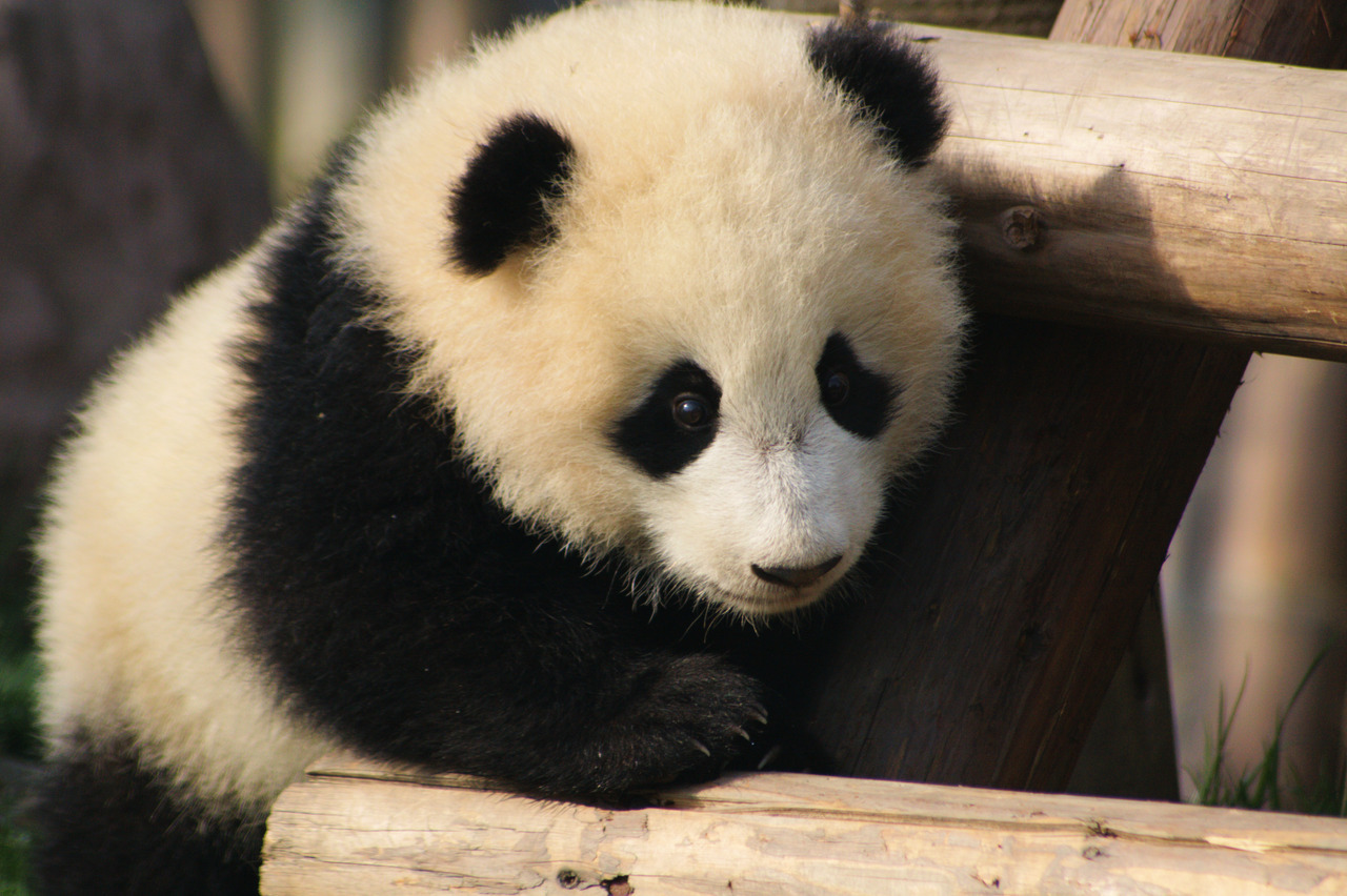 Chengdu, Baby Panda, China