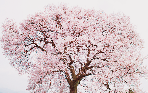 yuffii:一本桜 - sigma dp1 - (by Hinata)