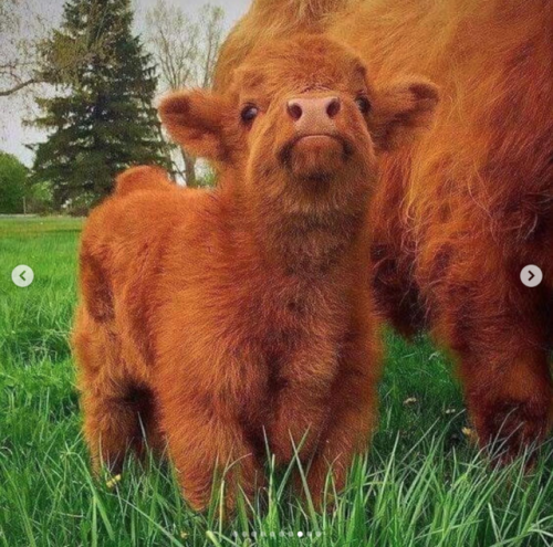 babyanimalgifs:  Some baby animals to warm your stone cold heart.
