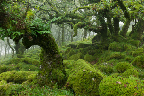 innerbohemienne:Wistman’s Wood in Dartmoor, England