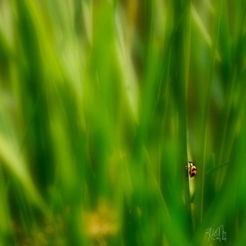 Ladybug  #insect  #macro_perfection  #macro_mania__  #exquisitepics20_macro  #top_macro #raw_communi