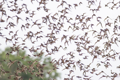 smallest-feeblest-boggart:wenbochenphoto:Bats leaving their cave at dusk, millions of them. (Thailan