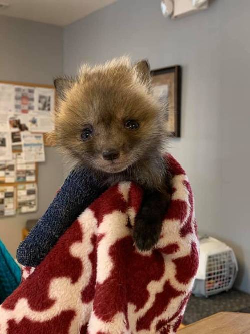 everythingfox:Baby fox with a broken leg gets rescued and visits the vet for his cast.(via)
