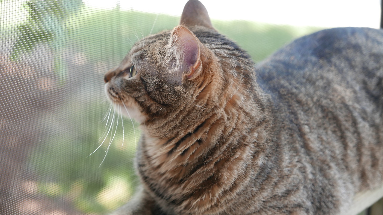 myheartleapt:  Mochi sunbathing and keeping an eye on the stalker photographer