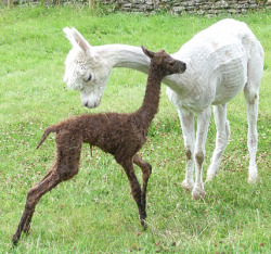 They are all legs. Srsly &hellip;i think if Slenderman was a furry, he&rsquo;d be a young alpaca. ok, i think i&rsquo;m done&hellip;