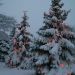 christmas-winter: