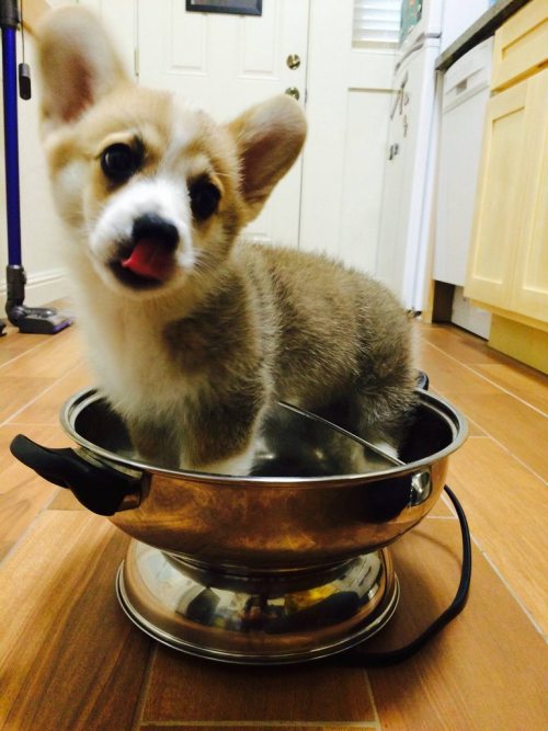 corgi-addict:Hotpot in a hotpotsource: http://imgur.com/r/corgi/nDu0BBH