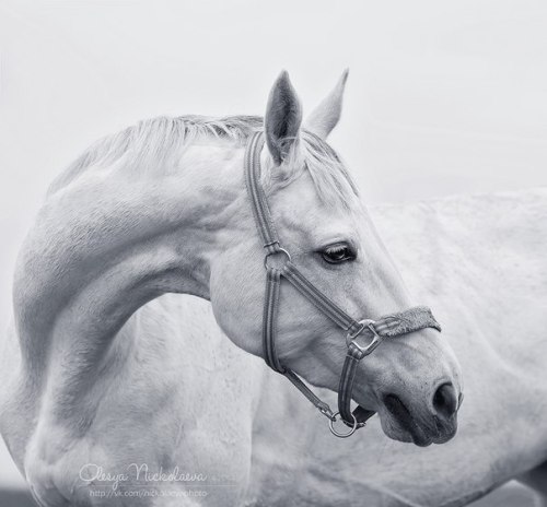 (3) Olesya Nickolaeva is passionate about horses and is very experienced in capturing their glowing 