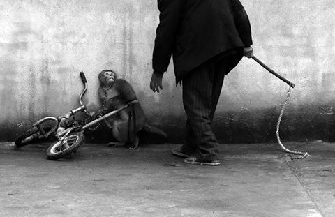 Photo: Yongzhi Chu.World Press Photo 2015 first price (Nature)The horror of animals