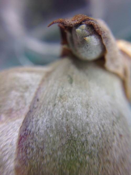 In the fall, my Tillandsia caput-medusae air plant flowered and now it has a pup growing from its ba