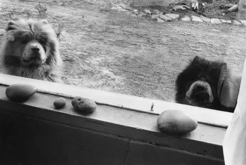 Georgia O’Keeffe and Her Chow Chows