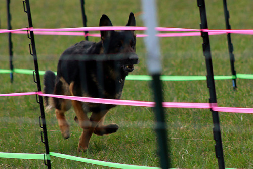 German Shepherd DogAKC Fast CATs, April 2018