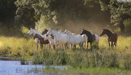 theclassicalhorse:© Ekaterina Druz  Horse Photography