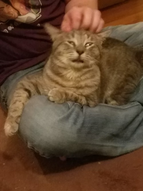 derpycats: When scratches are so good.