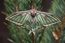 feather-haired:  Spanish Moon Moth by REGIS56 ❁