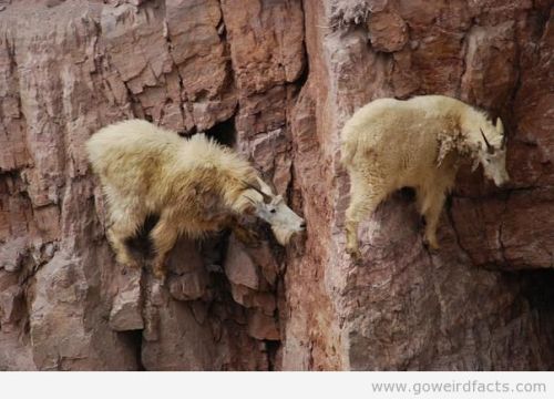 babygoatsandfriends:Crazy goats like extreme sports.Mountain goats are best natural climber, their c