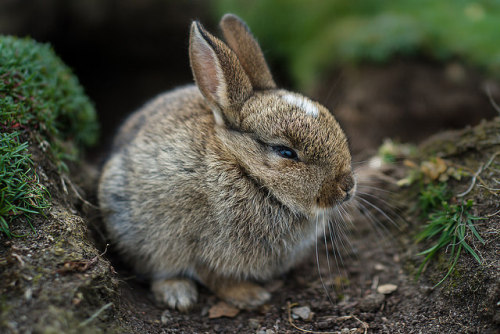 owls-n-elderberries:  Fearless young rabbit by Helena Normark on Flickr. 