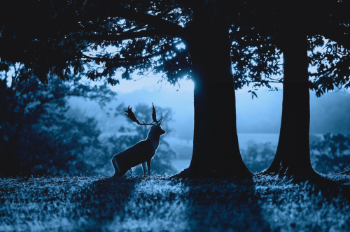 nubbsgalore:red deer stag photographed by mark bridger in richmond park 