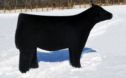 caradelememe: wehaveallgotknives:  the-macra:  dimetrodone: This cow hasn’t been given texture yet you fool…..this is anish kapoor’s Vantablack™ cow  my name is cow im black as nite absorbing evry  spek of lite pleas do not feer be overjoyed