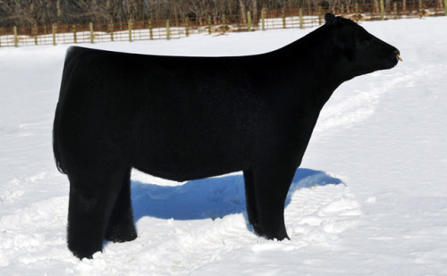 wehaveallgotknives: the-macra: dimetrodone: This cow hasn’t been given texture yet you fool&he